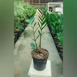 زاموفیلیا سبز گیاه آپارتمانی بسیار زیبا و با کیفیت