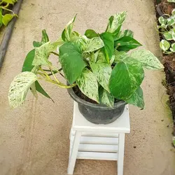 گل و گیاه آپارتمانی پتوس مرمری بسیار با کیفیت و جذاب