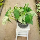 گل و گیاه آپارتمانی پتوس مرمری بسیار با کیفیت و جذاب