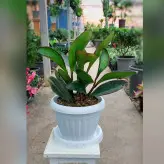 گیاه قاشقی بلک با گلدان پلاستیکی