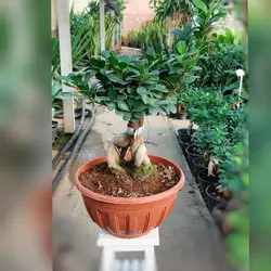 گل و گیاه آپارتمانی بنسای جنیسینگ پیوندی هلندی با ارتفاع حدود 50 سانتی متر