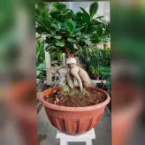 گل و گیاه آپارتمانی بنسای جنیسینگ پیوندی هلندی با ارتفاع حدود 50 سانتی متر