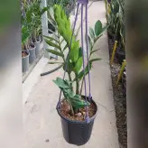 زاموفیلیا گیاه آپارتمانی سبز چند غلاف با ارتفاع حدود 45 سانتی متر