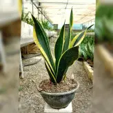 سانسوریا بلک گلد پر غلاف گیاه آپارتمانی مقاوم و با نگهداری آسان سایز کاسه بزرگ