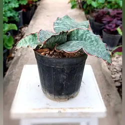 گل و گیاه آپارتمانی سانسوریا فیسچری