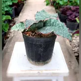 گل و گیاه آپارتمانی سانسوریا فیسچری