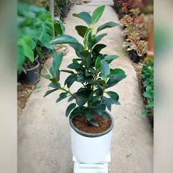 گیاه فیکوس سبز جنگلی با گلدان سرامیکی