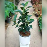 گیاه فیکوس سبز جنگلی با گلدان سرامیکی