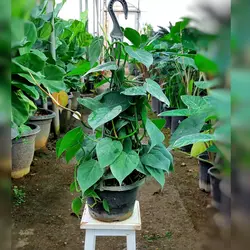 اسکاندیس سبز گیاه آپارتمانی مقاوم بسیار زیبا و با کیفیت