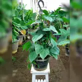 اسکاندیس سبز گیاه آپارتمانی مقاوم بسیار زیبا و با کیفیت