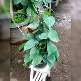 اسکاندیس سبز گیاه آپارتمانی مقاوم بسیار زیبا و با کیفیت