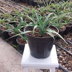 گل و گیاه آپارتمانی آناناس نشایی با کیفیت