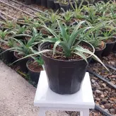 گل و گیاه آپارتمانی آناناس نشایی با کیفیت