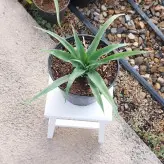 گل و گیاه آپارتمانی آناناس نشایی با کیفیت