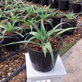 گل و گیاه آپارتمانی آناناس نشایی با کیفیت