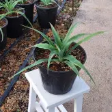 گل و گیاه آپارتمانی آناناس نشایی با کیفیت