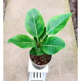 فیکوس آلتیسیما گیاه آپارتمانی خاص و زیبا با ارتفاع حدود 45 سانتی متر