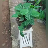 گل و گیاه آپارتمانی اسکاندیس سبز