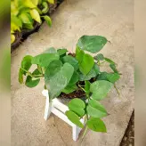 گیاه آپارتمانی اسکاندیس سبز بسیار با کیفیت