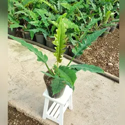 گیاه فیلودندرون کنگره ای