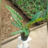 گیاه فیلودندرون کنگره ای