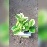 گیاه قاشقی ابلق