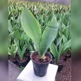 گل و گیاه آپارتمانی سانسوریا مهتابی