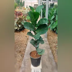 گل و گیاه آپارتمانی فیکوس لیراتا مینیاتوری با کیفیت با ارتفاع 60 سانتی متر