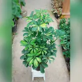 گیاه شفلرا ابلق با کیفیت با ارتفاع حدود 65 سانتی متر