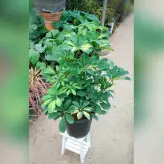 گیاه شفلرا ابلق با کیفیت با ارتفاع حدود 65 سانتی متر