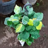 گل و گیاه آپارتمانی اسکاندیس ابلق
