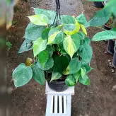 گل و گیاه آپارتمانی اسکاندیس ابلق