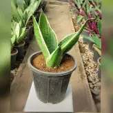 سانسوریا سیلور گلد گیاه آپارتمانی مقاوم و زیبا با ارتفاع 25 سانتی متر