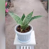 گیاه سانسوریا سیلور گلد با گلدان پلاستیکی