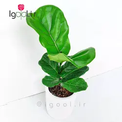 گل و گیاه آپارتمانی فیکوس لیراتا همراه گلدان سرامیکی