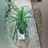 گیاه لیندا پافیلی گیاهی بسیار مقاوم و با نگهداری آسان