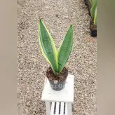 سانسوریا سیلور گلد کرواتی