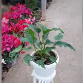 گیاه فیلودندرون زانادو با گلدان پلاستیکی