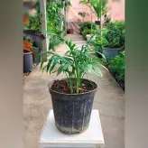 گیاه شامادورا با کیفیت با ارتفاع حدود 20 سانتی متر