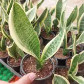 گیاه آپارتمانی سانسوریا کرواتی ابلق گیاهی جذاب و مقاوم