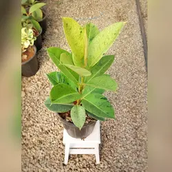 گل و گیاه آپارتمانی فیکوس ببری با ارتفاع حدود 70 سانتی متر