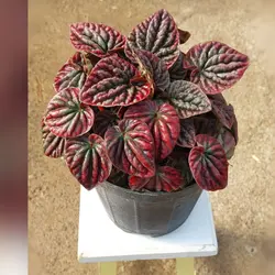 گیاه پپرومیا چروک قرمز