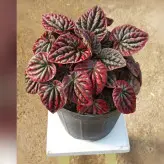 گیاه پپرومیا چروک قرمز