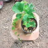 گیاه مو چسب مقاوم مناسب برای باغچه و تراس