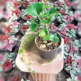 گیاه مو چسب مقاوم مناسب برای باغچه و تراس