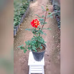 گیاه آپارتمانی رز هلندی نارنجی خالدار با ارتفاع 35-40 سانتی متر