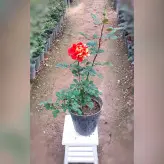 گیاه آپارتمانی رز هلندی نارنجی خالدار با ارتفاع 35-40 سانتی متر