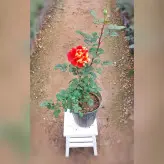 گیاه آپارتمانی رز هلندی نارنجی خالدار با ارتفاع 35-40 سانتی متر