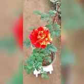 گیاه آپارتمانی رز هلندی نارنجی خالدار با ارتفاع 35-40 سانتی متر
