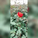 گیاه آپارتمانی رز هلندی نارنجی خالدار با ارتفاع 35-40 سانتی متر